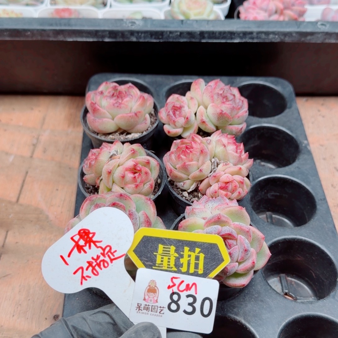 多肉植物多肉植物