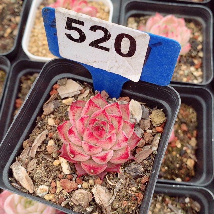 福利多肉植物5cm