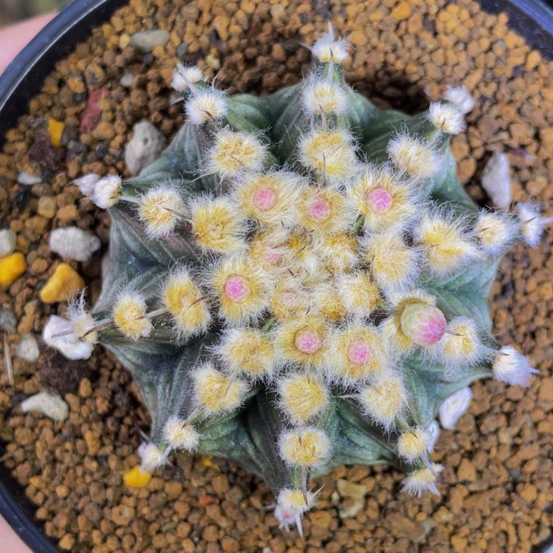 高绒肋骨海神00000000005