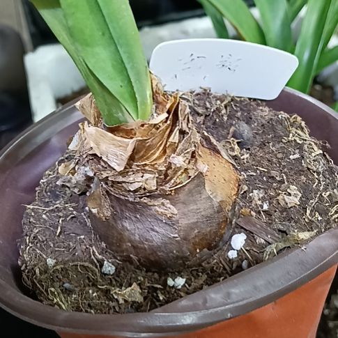 无花朵幻影5+发一个