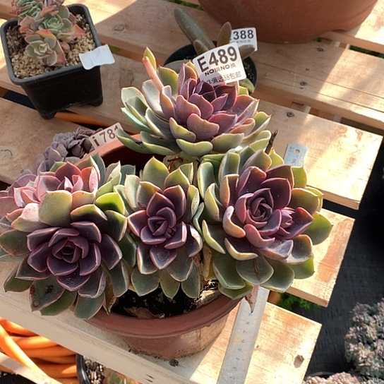 紫气东来变异489 退款拉黑需延迟发货