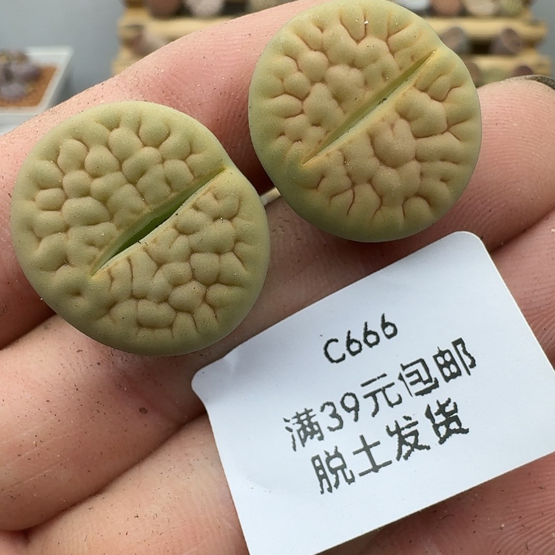 666哈哈哈哈哈哈哈哈