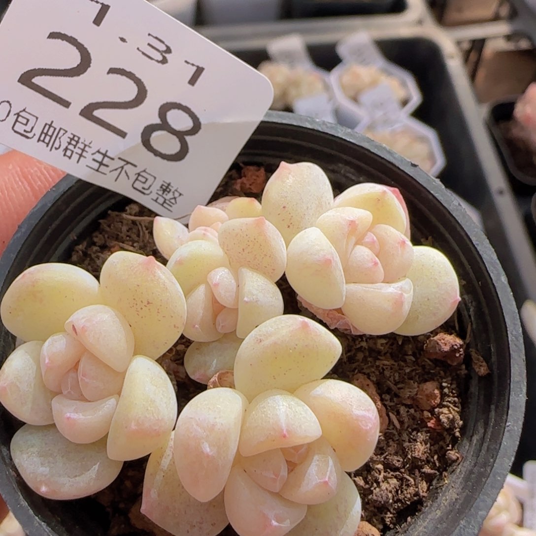 五头小脸冰玉趴地群