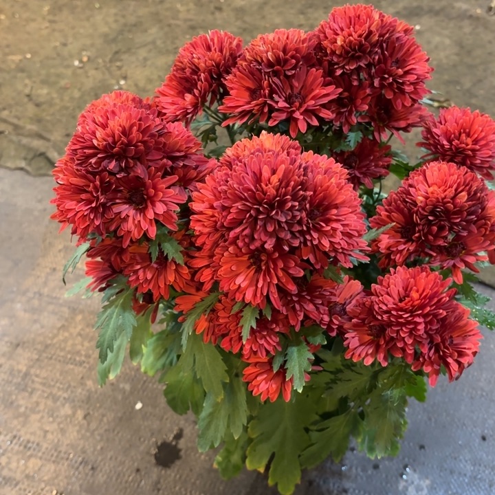 原盆原土荷兰菊红水晶（开花）