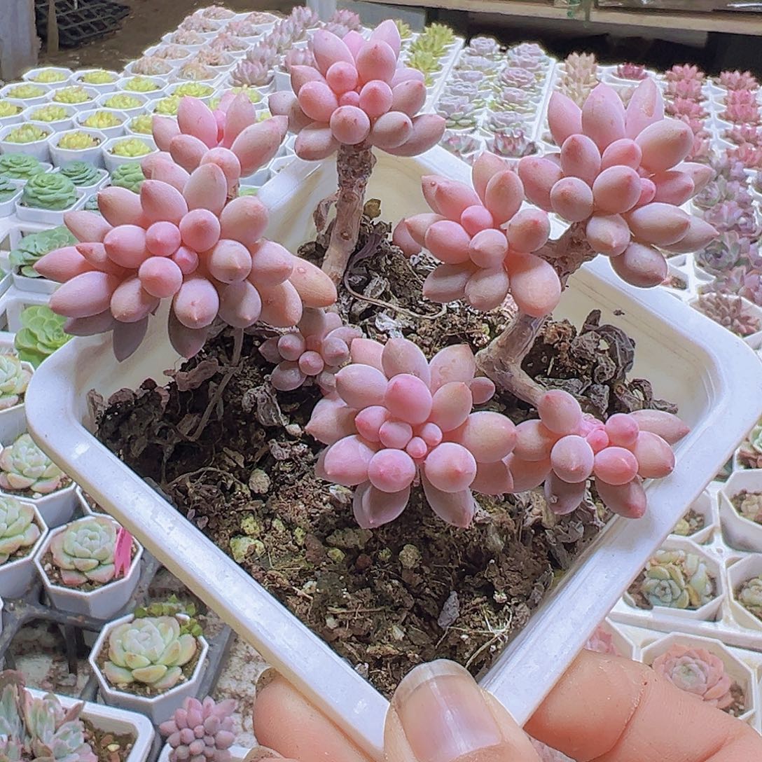 手指打大群19包邮多肉