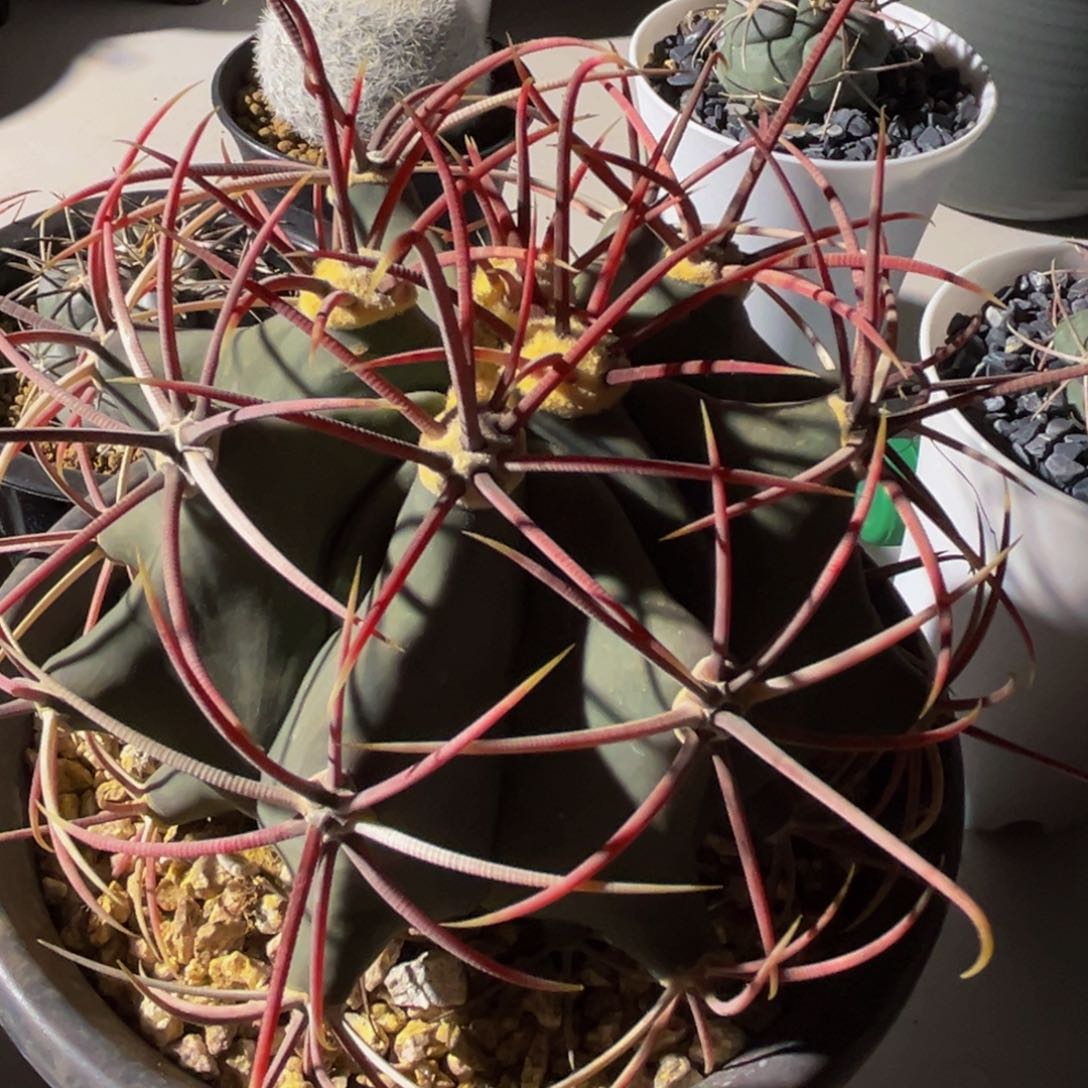 关*精品包球品（冠龙系列）