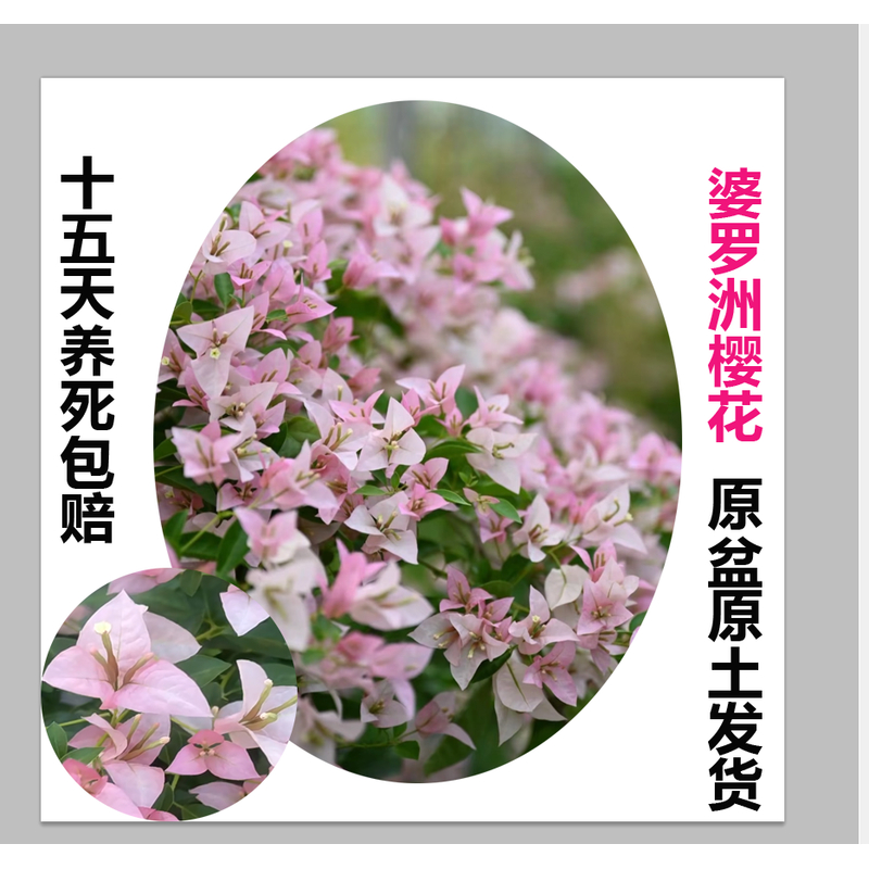 婆罗洲樱花(三角梅)原生大苗四季开花老桩爬藤植物