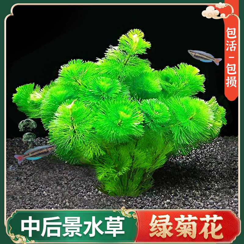 绿菊水草鱼缸红菊水草真草造景套餐绿菊阴性冒泡前景红菊