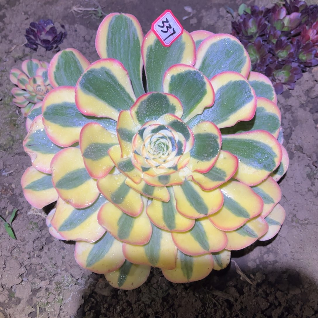 337多肉植物王妃