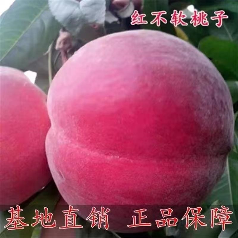 嫁接桃树苗红不软桃树苗红不软桃苗南方北方栽植红凤凰桃树苗