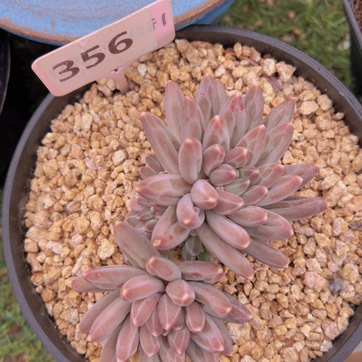 健健康康平平安安