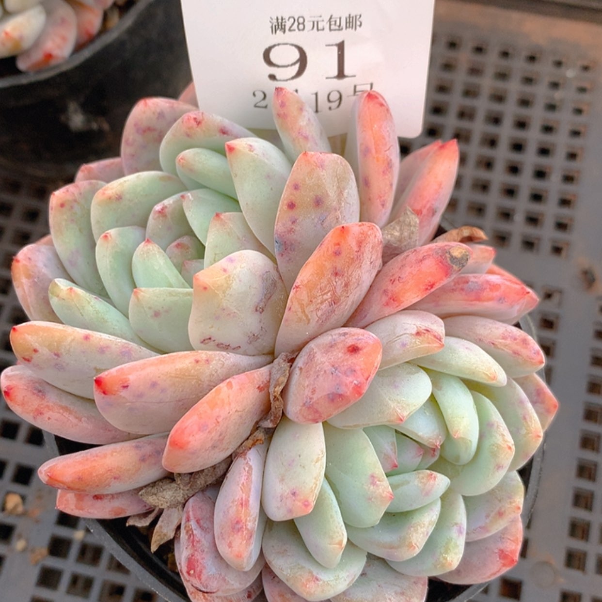 【闪购商品】云91号