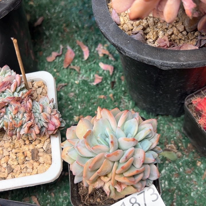 幸运的是我的朋友是你自己