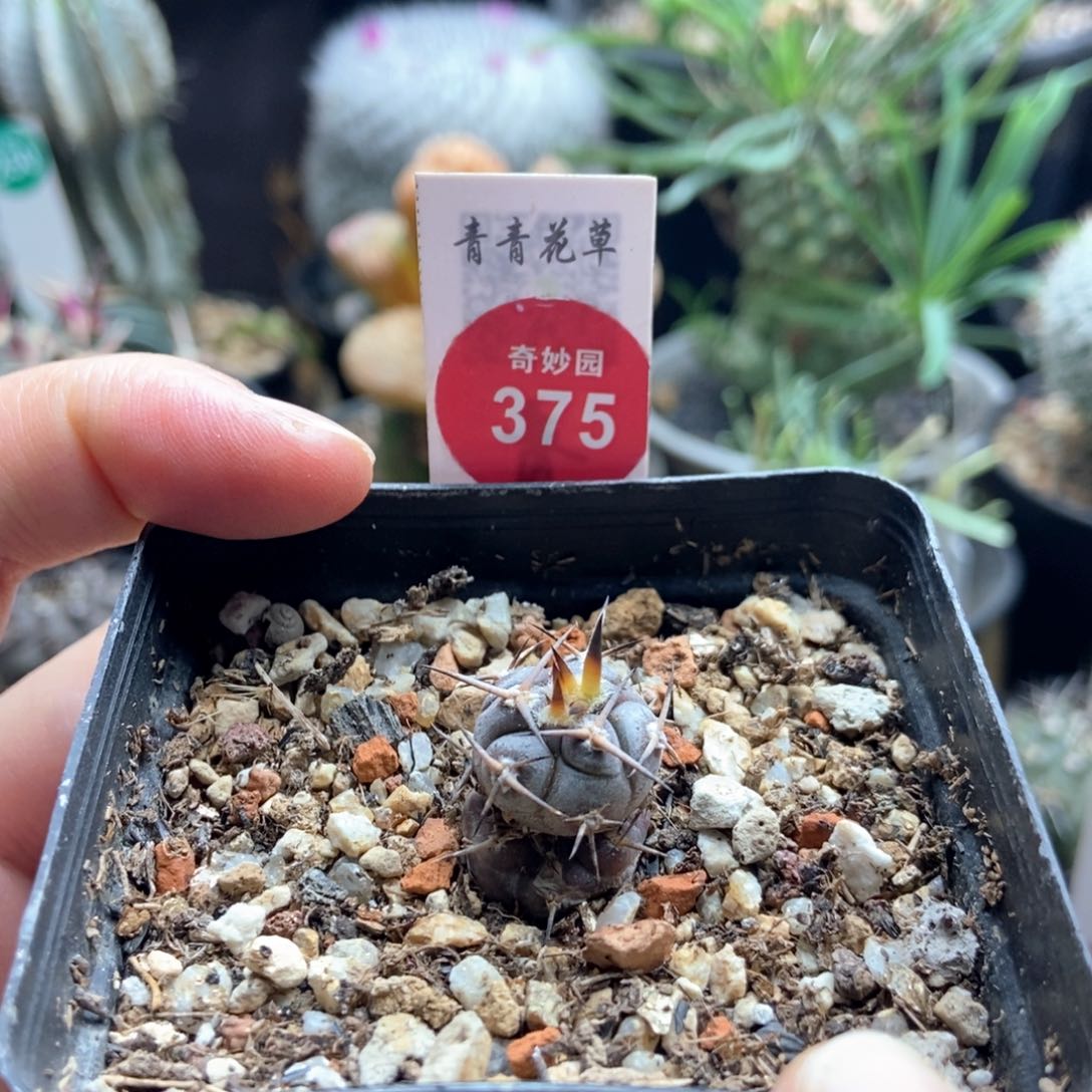 实生球上球豪刺守金摩天龙一颗