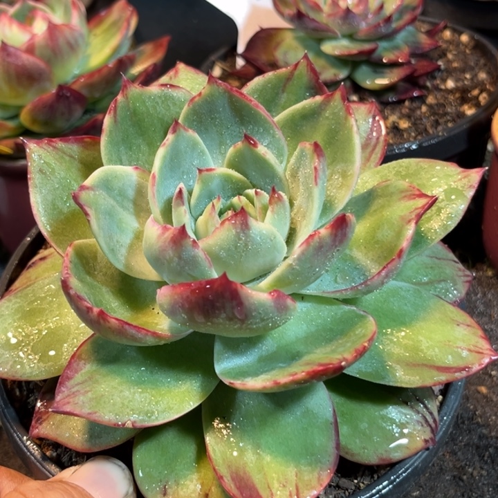 惊鸿一物一拍包装收缩花旱