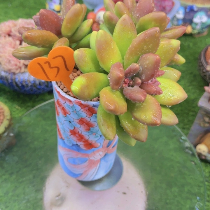 蓝*非137多肉植物一物一拍