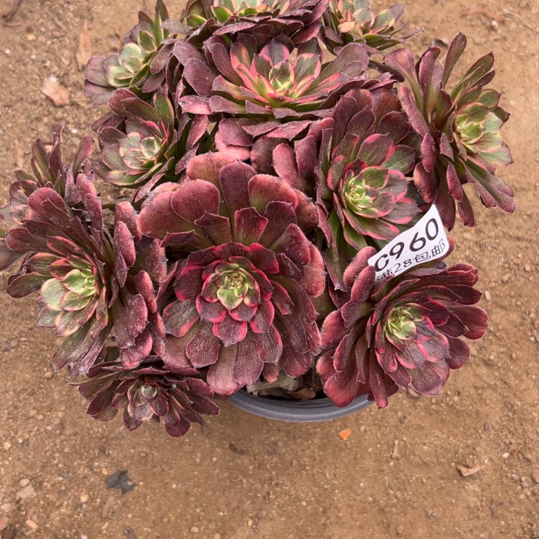 960多肉  黑金刚     