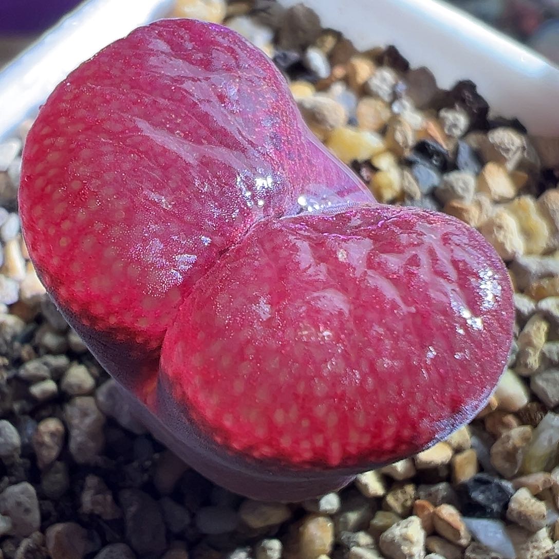 日系原株母本切头。         