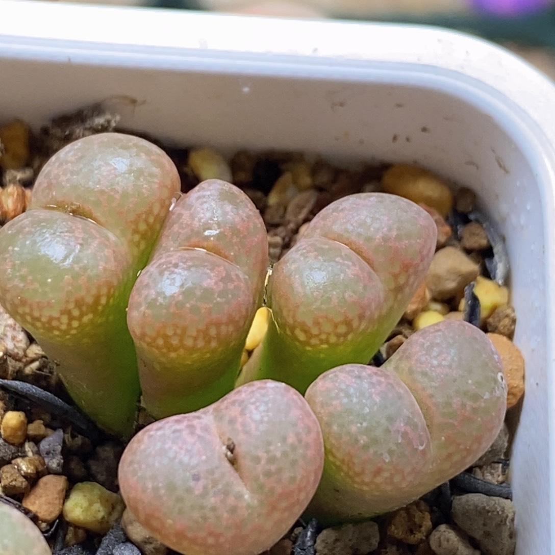 好看好看好看的肯尼迪流苏与