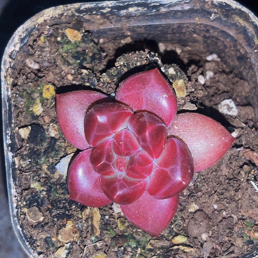 桔云多肉美人精品系列