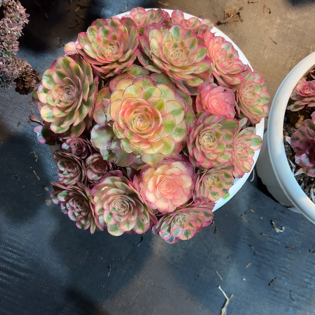 荔枝缀化老桩厚板