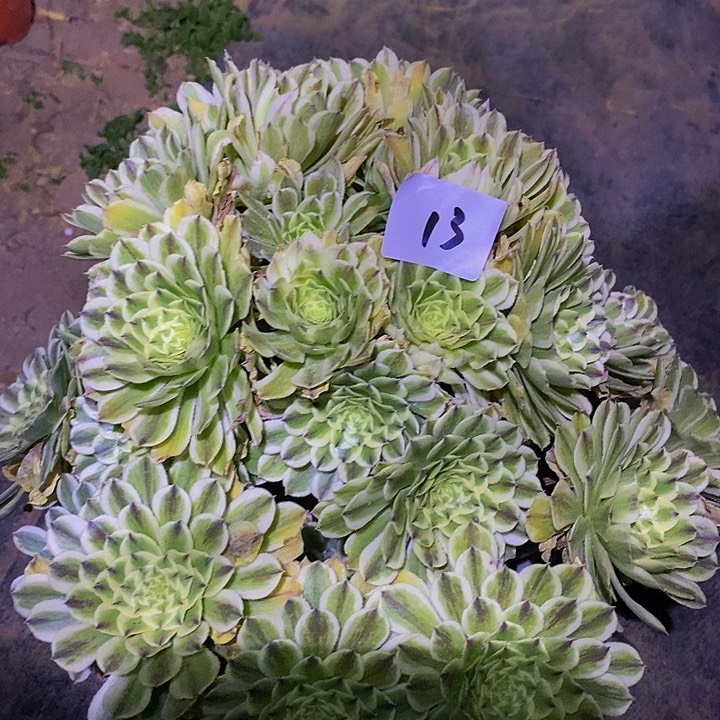 13号碧浪多肉法师20.8