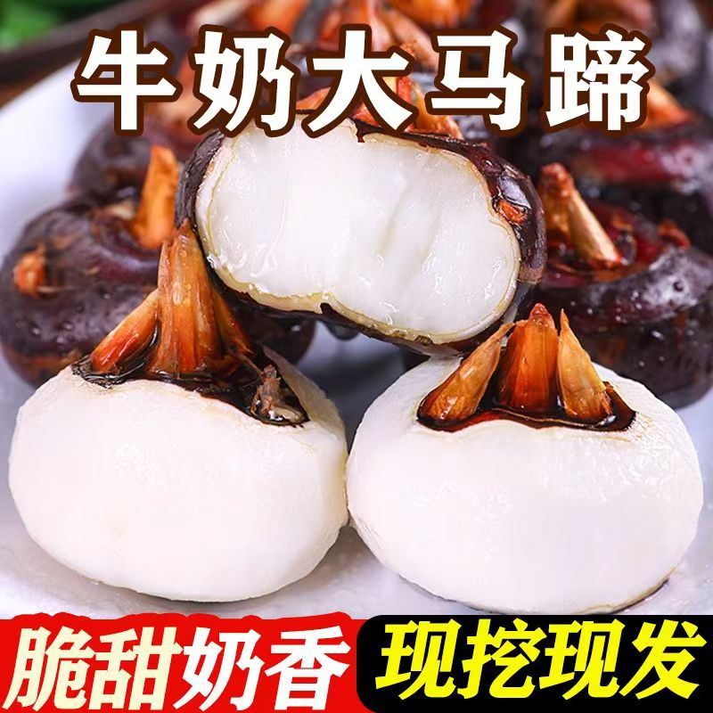【拍三斤送2斤到手5斤】农家新鲜马蹄荸荠现挖清甜脆口带泥小中大果