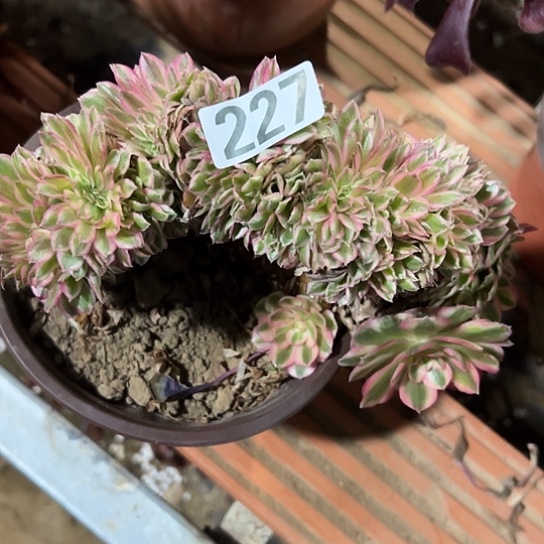 H***Y一颗倾城法师多肉 227