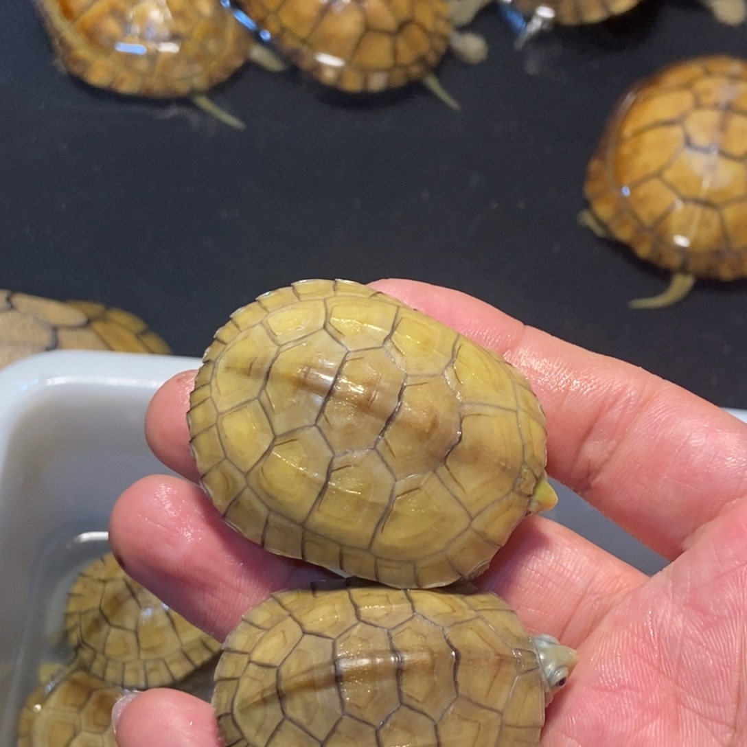 绿毛龟母三黄小青龟宠