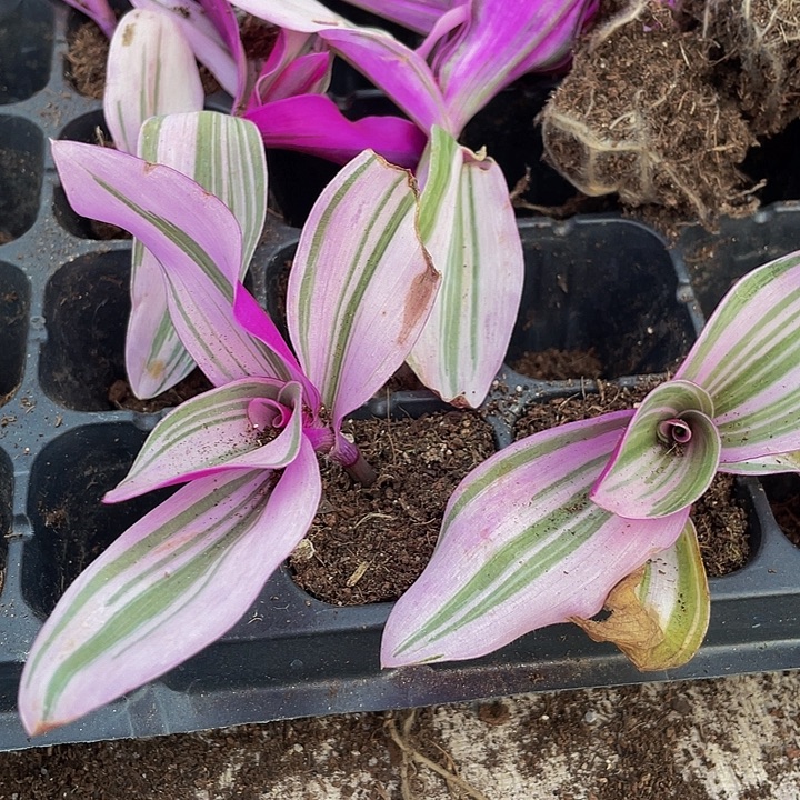 小油画1元带土发货