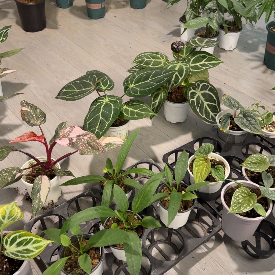 完全开放维塔领带花烛直播炸福利