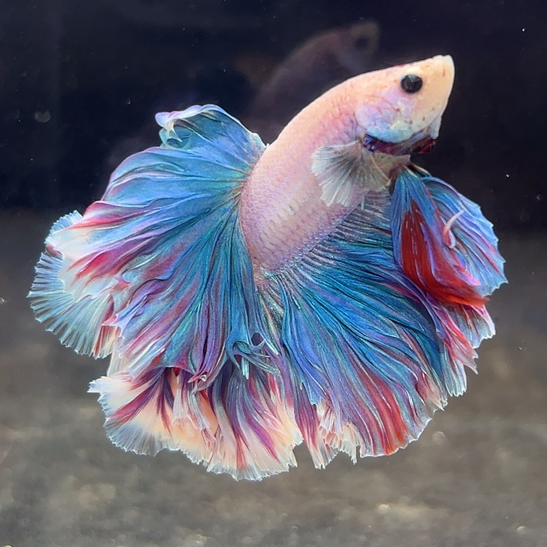 斗鱼6号蓝紫色蛋糕裙促销价