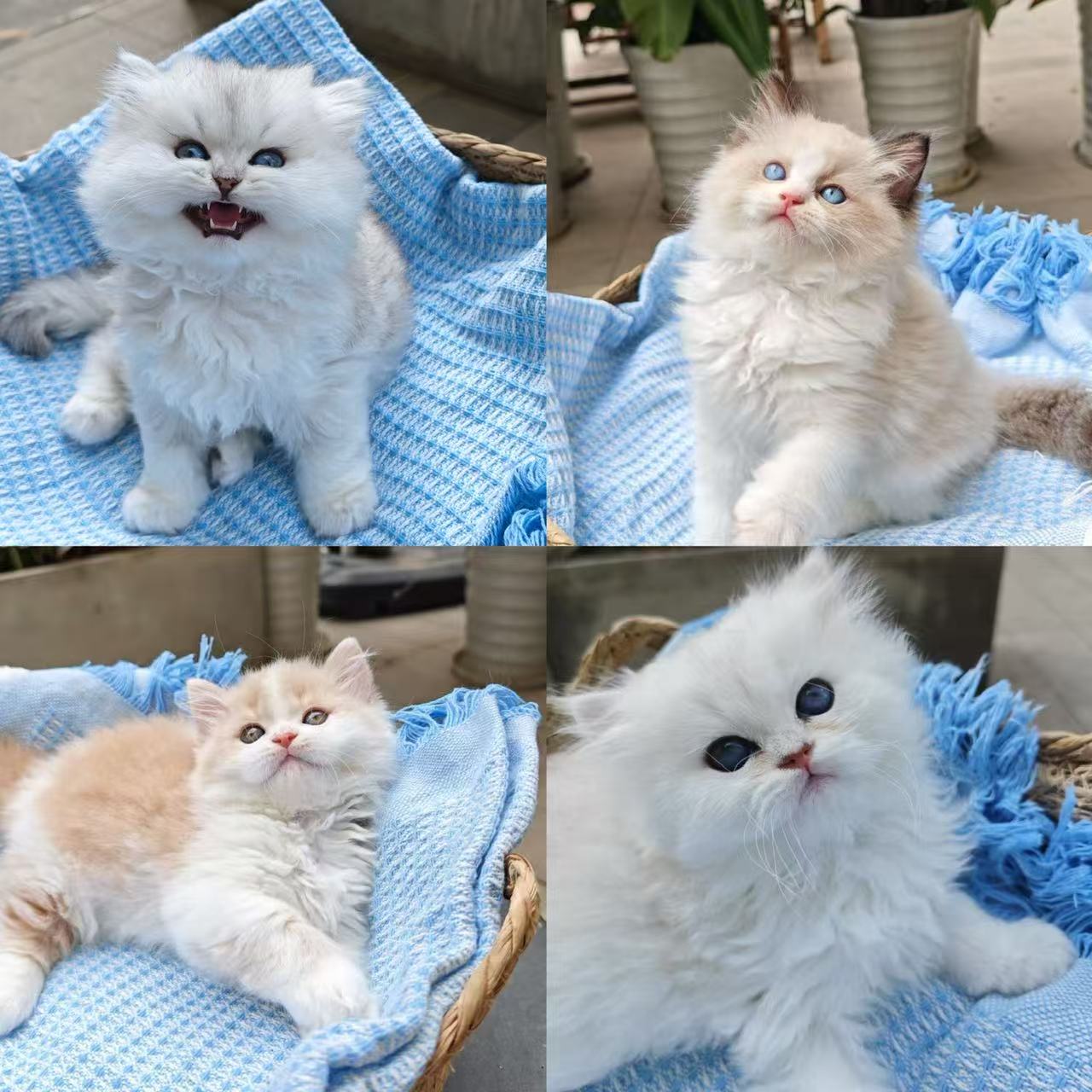 宠物猫咪活体纯种包健康有保障