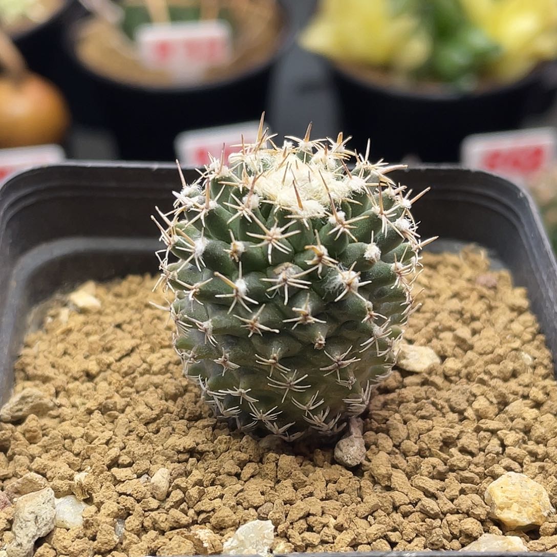 实生海胆娇丽仙人球