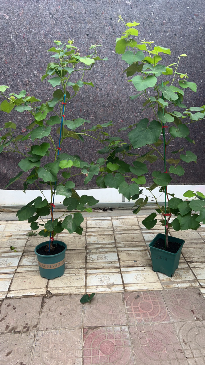 寒香蜜盆栽大苗明年结果