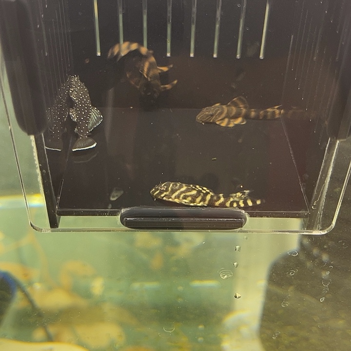 工具鱼包邮到家开箱录视频