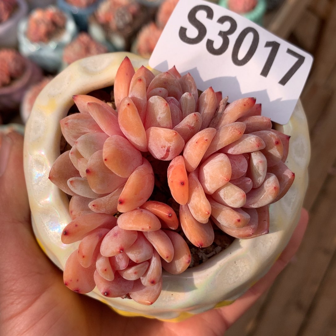 S3017 雪天使自然群（7.5cm）十九号多肉铺