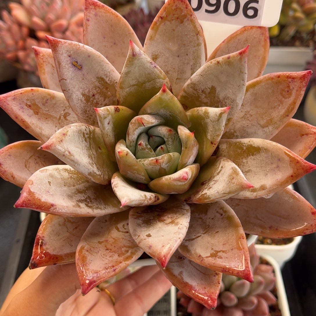 0906 天冷必拍保温箱