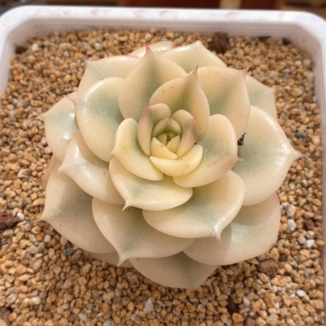 小*虫贝加尔湖锦多肉植物