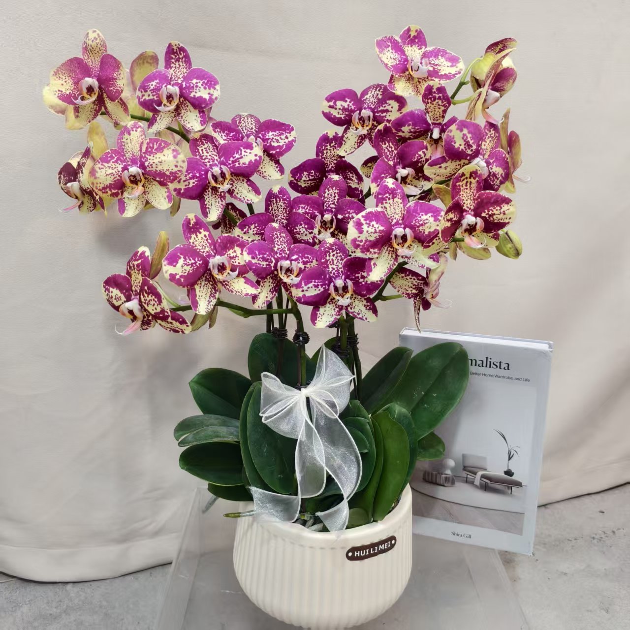 蝴蝶兰【毕加索】大组盆年宵花蝴蝶兰耐开适合家居摆放