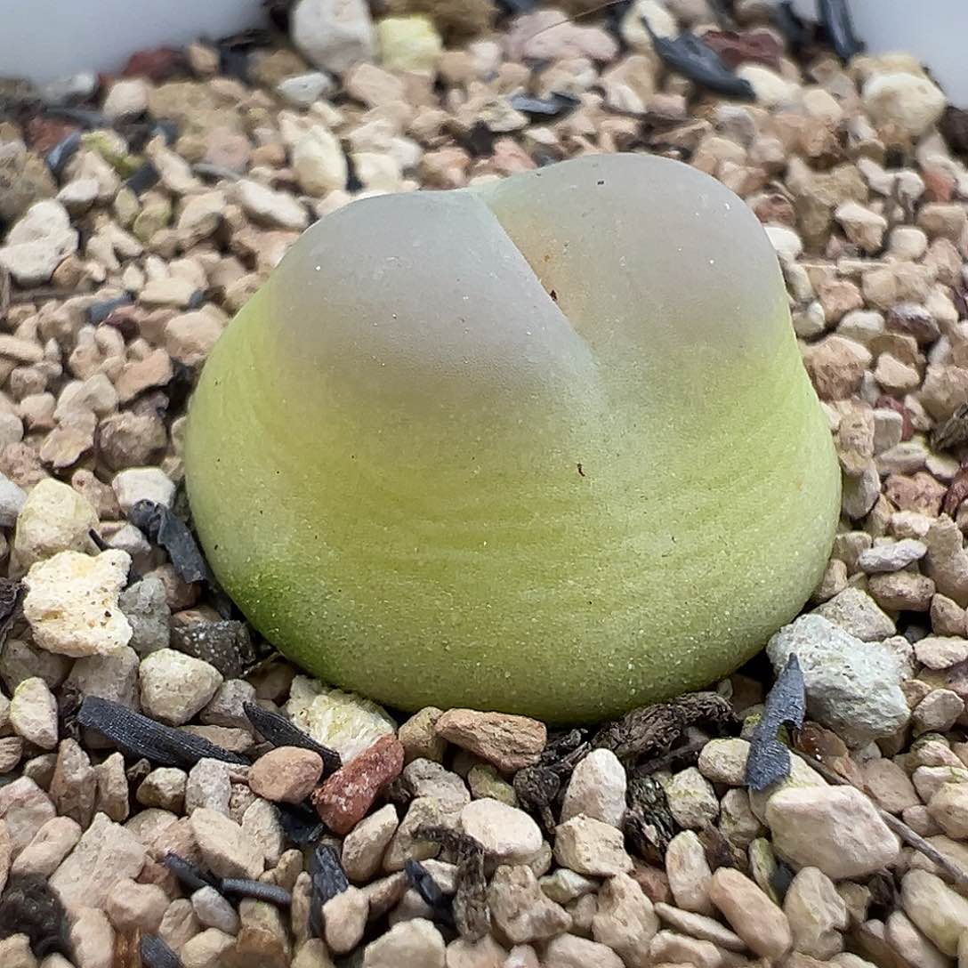 258号紫皮拉登。