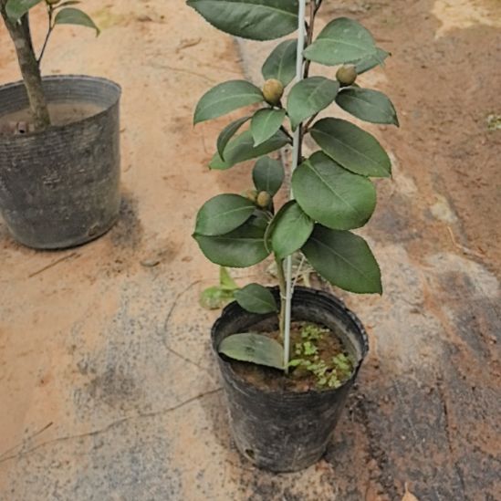 完全开放黑贝茶花