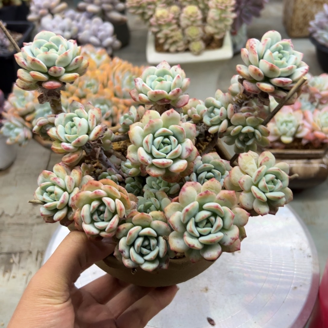 香草28 零零多肉植物