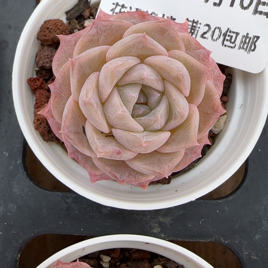 花语逸境0210-337