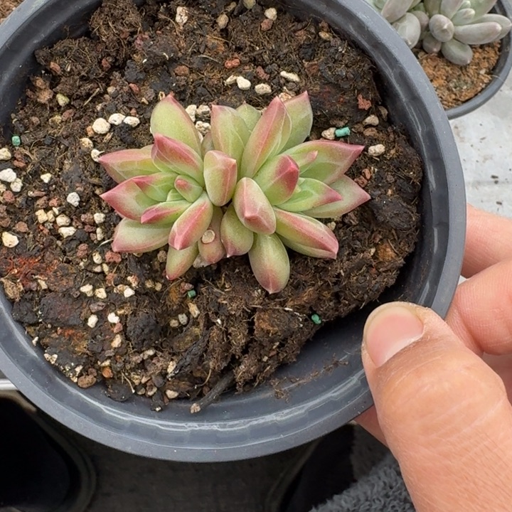 美人杂交 一物一拍