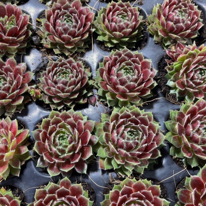 小紫牡丹1元带土发货