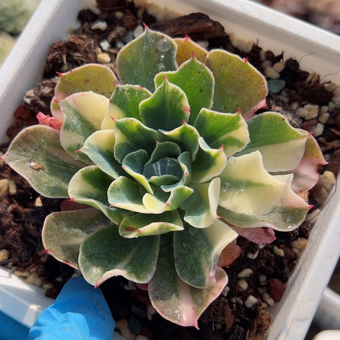 海啸锦，花脸拉丝锦