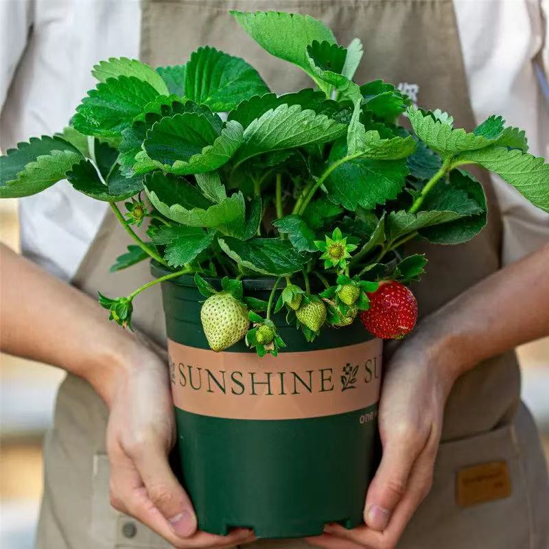 草莓苗带花带果盆栽好养易活适合阳台种植