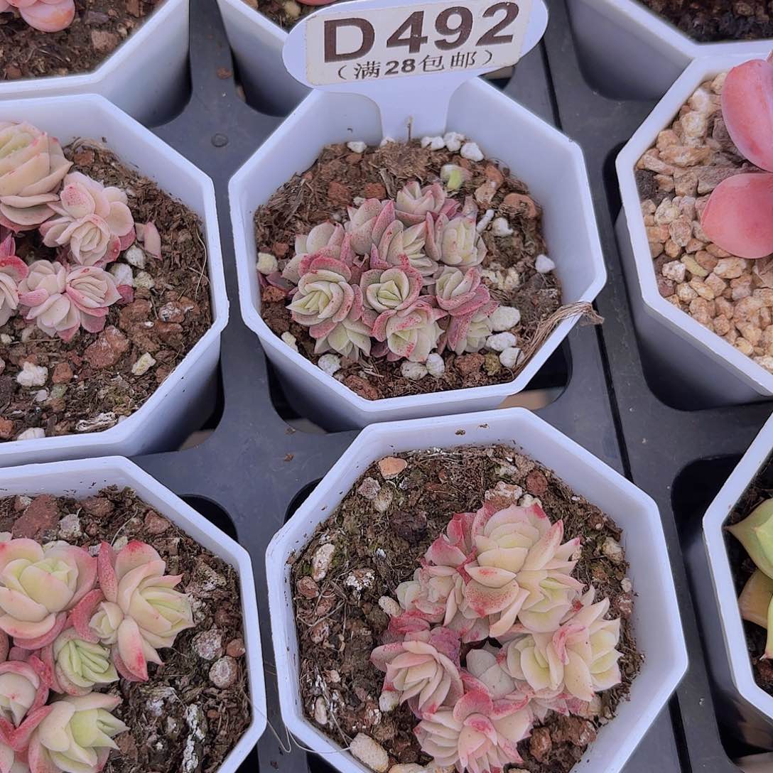 M****tD492冰玫瑰锦一物一拍