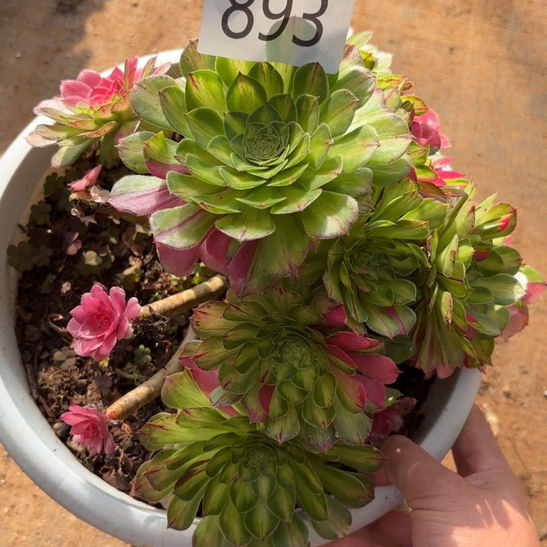 893多肉植物知否特价微瑕